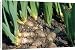 Canvas Prints of ROG-3251 Iris - Rhizomes, swollen stems from Ardea Wildlife Pets