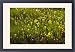 Framed Prints of An insectivorous plant Cobra Lily with bog asphodel (Narthecium californicum) from Ardea Wildlife Pets