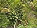 Papaya Fruit Grows on a Tree in Hawaii Photographic Poster Print by Stacy Gold, 24x32