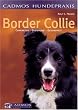 Border Collie. Charakter, Erziehung, Gesundheit