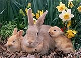 The Care-Feeding-Breeding Of Rabbits