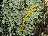 Bright Yellow Slow Worm or Land Planarian on a Lichen-Covered Tree, Australia Photographic Poster Print by Jason Edwards, 32x24