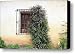 Mission Window with Purple Flowers Canvas Print / Canvas Art - Artist Carol Groenen