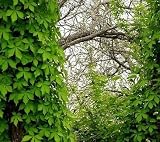 Virginia Creeper 15 Seeds/Seed - Parthenocissus - Vine