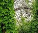 Virginia Creeper 15 Seeds - Parthenocissus - Vine