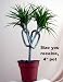 Sweetheart Madagascar Palm