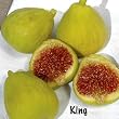 King (Desert King) Fig Tree In Soil, 5 by 10 Inch Container