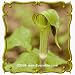 Jack-in-the-Pulpit (Arisaema triphyllum) Jumbo Wildflower Seed Packet - 5 Seeds