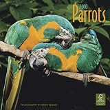 Parrots 2010 Square Wall (Multilingual Edition)