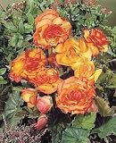 Amazon / Hirts: Bulb; Begonia: Yellow with Red Edges Picotee Double Begonia 2 Bulbs