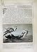 1866 ART JOURNAL BOAT EGYPT DROUGHT JUDEA REBECCA BIBLE