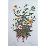 C1870 アンプラットはロックばらの古めかしい共通の Ledum を植えます