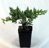 Japanese Juniper Bonsai Starter Tree - 3 pot