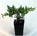 Japanese Juniper Bonsai Starter Tree - 3