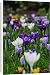 Canvas Prints of Crocus in the grass 2 from ClownFish Photo