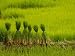 Rice Terraces of the Ailao Mountains, Honghe Prefecture, Yuanyang, Yunnan Province, China Photographic Poster Print