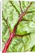 Canvas Prints of Swiss Chard Bright Lights from Royal Horticultural Society