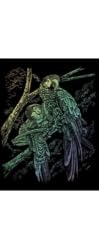 Rainbow Engraving Tropical Birds