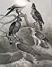 Eagles Hawks & Falcons Mountain Feather Toed Hawk