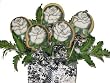 White Roses 5 Cookie Bouquet