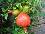 9GreenBox - Wonderful Pomegranate Tree very sweet