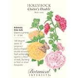 Hollyhock Chaters Double Seeds 100 Seeds
