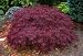 Red Dragon Weeping Japanese Maple 2 - Year Graft