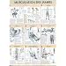 Musculation des jambes : Poster