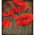 Flirtatious Poppies I Canvas Wall Art - 22x28"