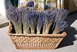 Lavender - 24