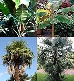 Eigenschaften tropical.garden  / Paket Nr. 10 / 4x Bananen/Palmen - (5K Darjeeling, 5K Himalaya, 5K Mazaripalme, 5K Hanfpalme)
