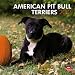 American Pit Bull Terriers 2012 Square 12X12 Wall Calendar (Multilingual Edition)