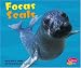 Focas / Seals (Bajo Las Olas/Under the Sea series) (Spanish Edition)