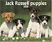 Book Jack Russell Puppies 2008 Calendar