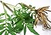 Valerian Root Tea - Loose Root by Nature Tea (02 oz)