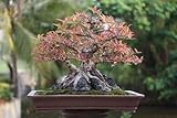 Banyan or Ficus Bonsai Tree . - 48