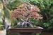 Ficus Bonsai Tree
51MyBYpNBKL. SL75 Ficus Bonsai Tree