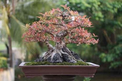 Banyan or Ficus Bonsai Tree . - 48
