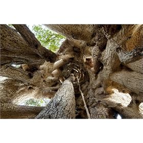 photographie Strangler fig tree (inside the tree). est disperible en (L x H): 30 x 20 cm de A. Ma...