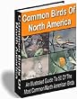 Common Birds Of North America