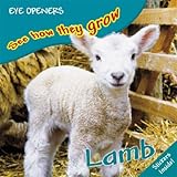 Lamb