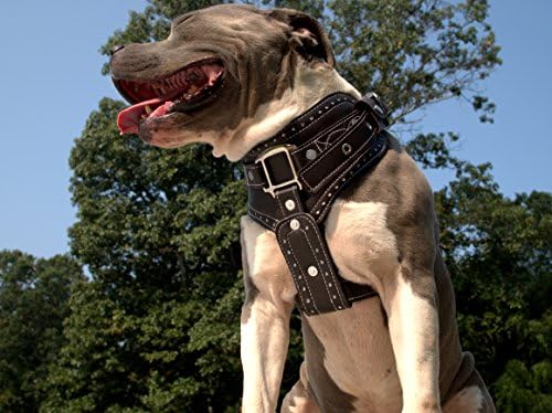 Decorative Leather Show Dog Walking Harness (Black)