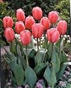 12 Darwin 'Pink Impression' Tulip Flower Bulbs