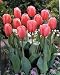 12 Darwin 'Pink Impression' Tulip Flower Bulbs