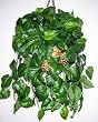 Hanging Philodendron Basket (CL)
