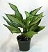 Silver Queen Chinese Evergreen Plant - Aglaonema - Low Light - 4" Pot