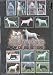 The Best Bull Terriers of All Times