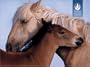 Pomegranate Sierra Club Wild Horses Standard Boxed Set, 20-Count (Pack of 2)