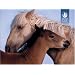 Pomegranate Sierra Club Wild Horses Standard Boxed Set, 20-Count (Pack of 2)