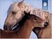 Pomegranate Sierra Club Wild Horses Standard Boxed Note Card Set (Pack of 2)